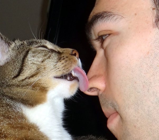 What does it mean when a cat touches noses with you? Quora