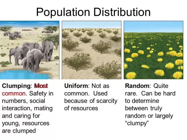 What is an example of uniform distribution in environmental science