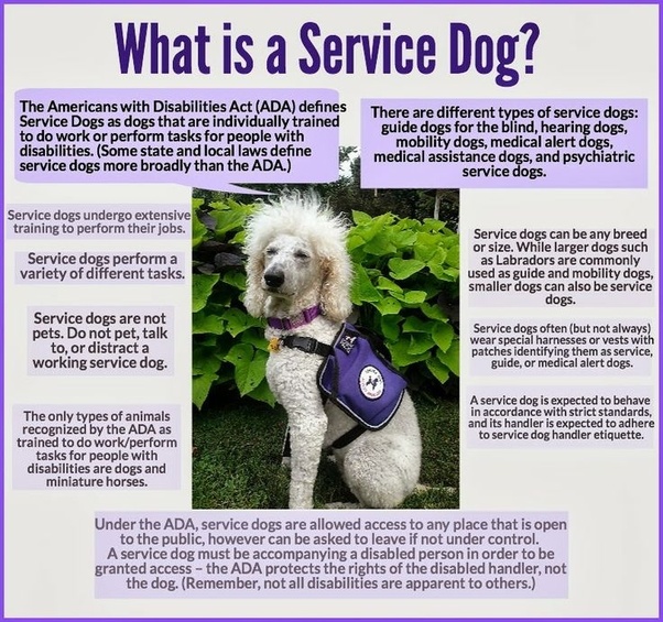 Do you know anyone who pretends to have a service dog, meaning they