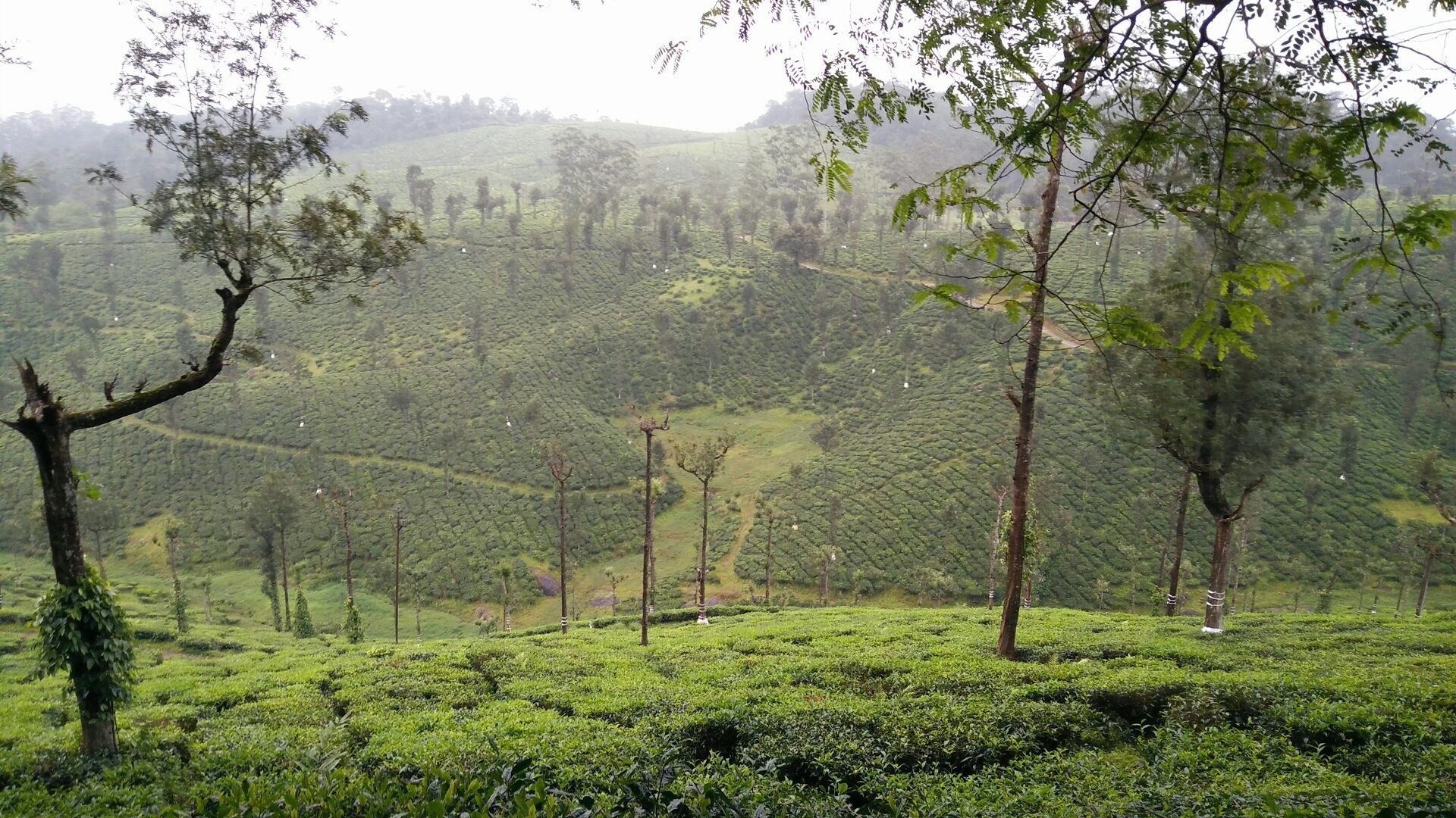 Hotel Greenland Valparai Greenland Hotels Luxury