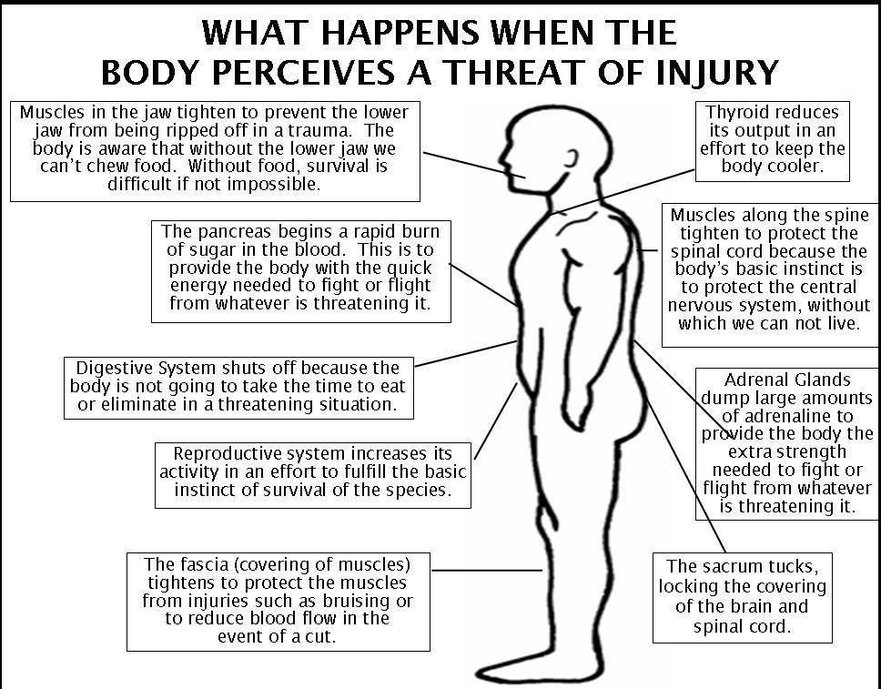 Apa fungsi hormon adrenalin? - Quora