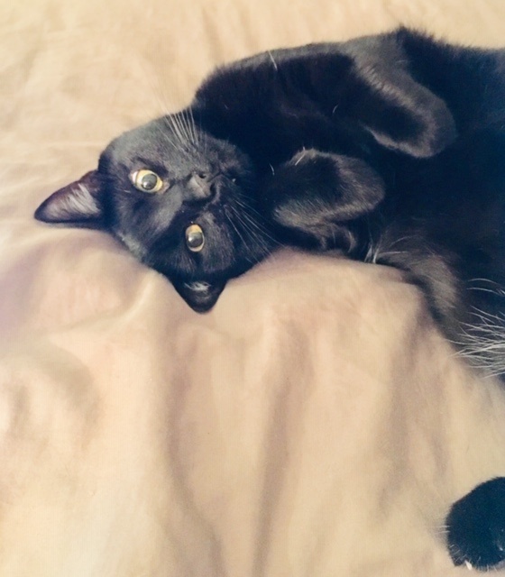 Why are black cats considered unlucky? Quora