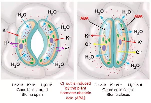 Why do guard cells have chloroplasts? Quora