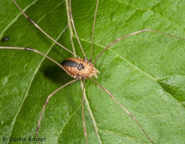 My coworker said daddy longlegs is the most poisonous spider on the