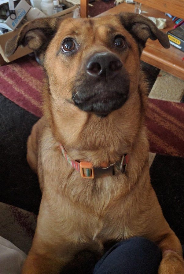 What does a yellow Lab mixed with German Shepherd look