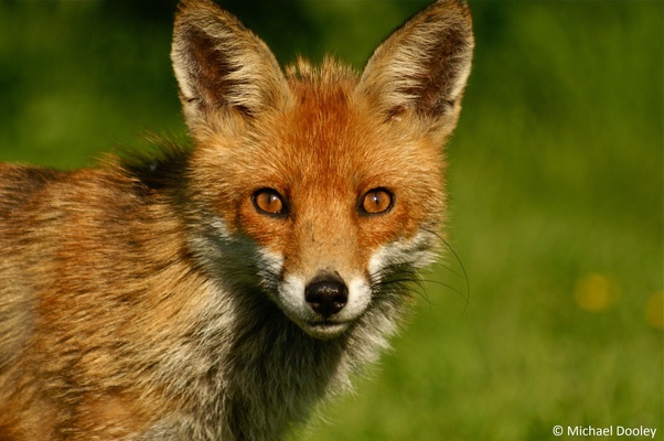 What is the opposite gender of fox? Quora