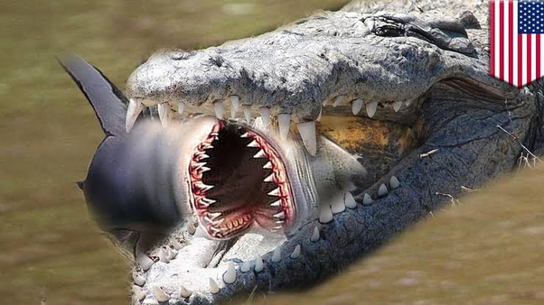 Do saltwater crocodiles predate sharks? Quora