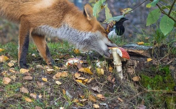 Can animals get poisoned by eating mushrooms in the forest? Quora
