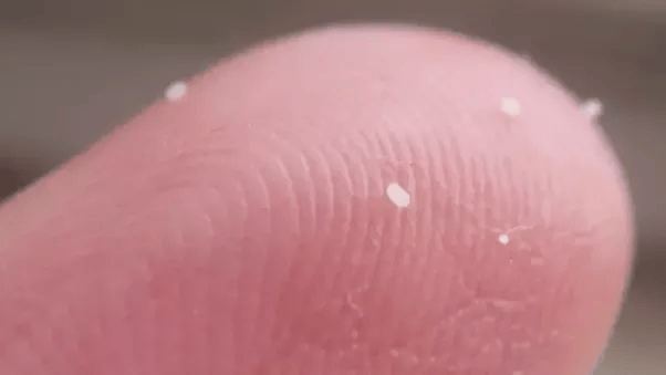 What do flea eggs look like on furniture? Quora