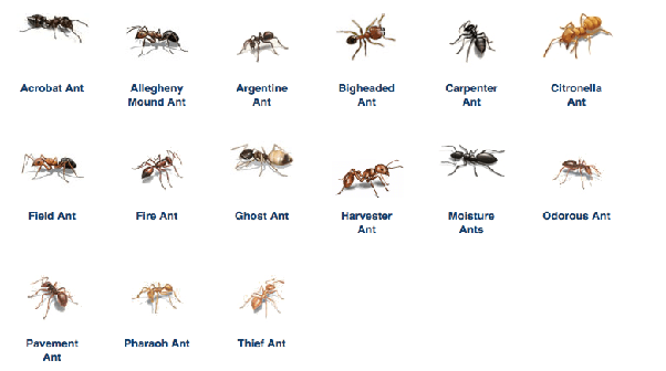 How to get rid of ants on my bed Quora