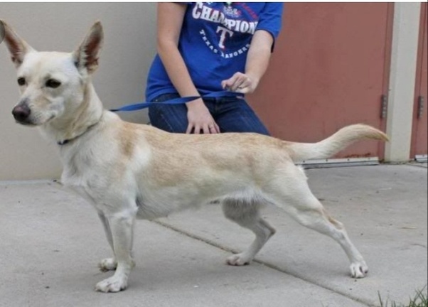 What would a Chihuahua and Great Dane mix look like? Quora
