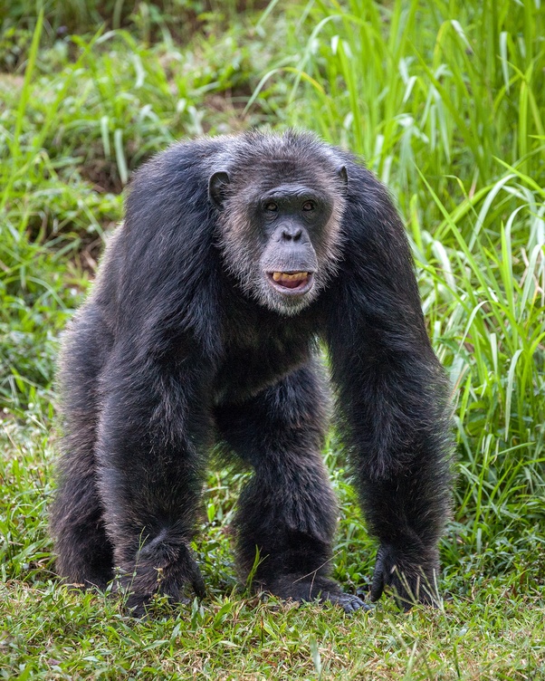 What is the scariest animal in the world? Quora