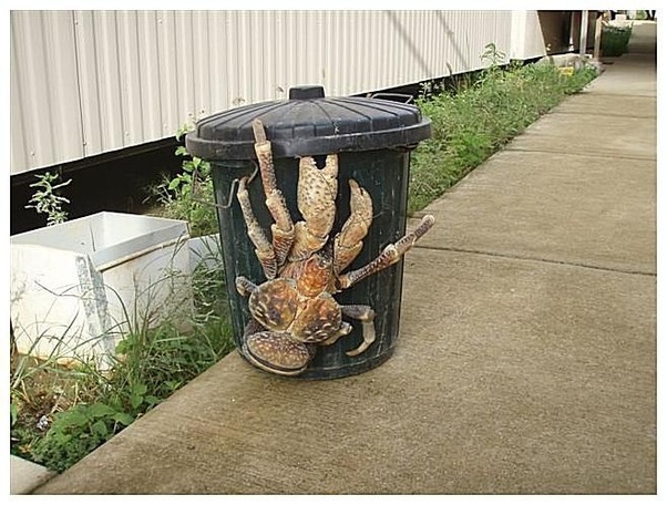 Download Ioceanar Apk For Android Latest Version how to find the spider crab in roblox sea life