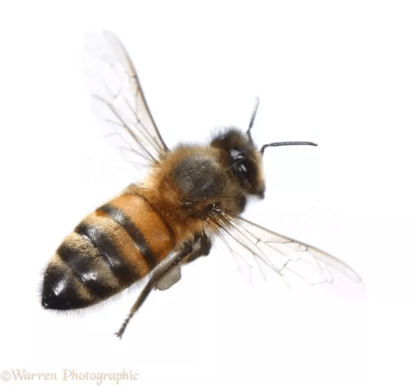 How many wings does a bee have? Quora