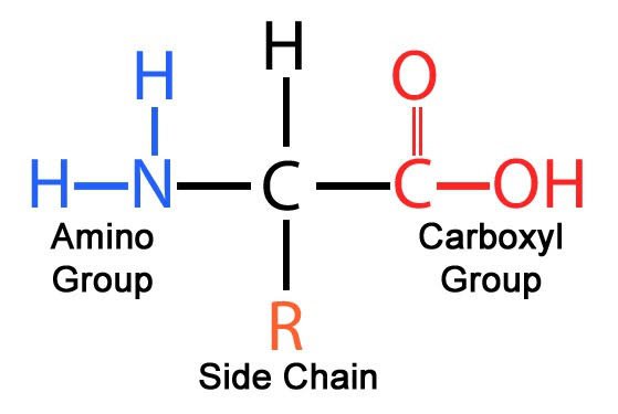 Dalam asam amino, berapa jumlah atom karbon minimum? - Quora