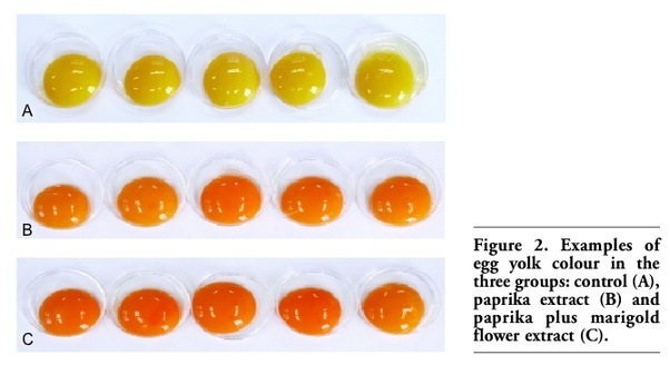 Why are some egg yolks yellower than others? Quora