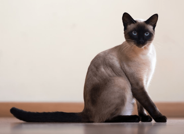 How much on average does a Siamese cat cost? Quora