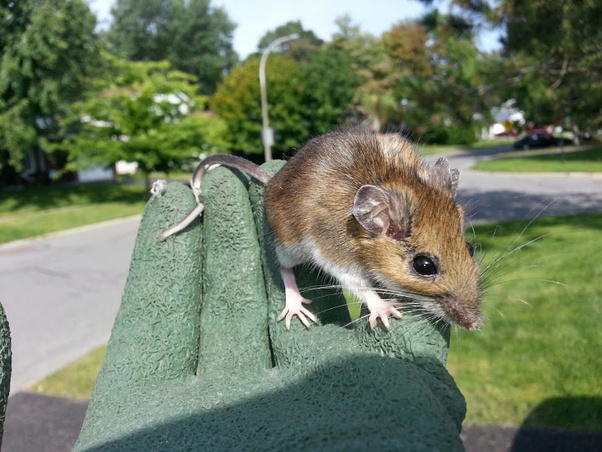 How long does rat poison take to work? Quora