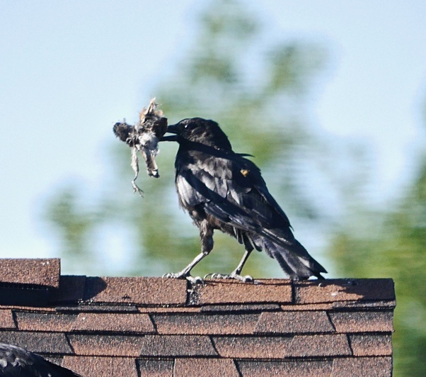 How To Keep Crows Out Of Garden How To Get Rid Of Crows 15 Steps With