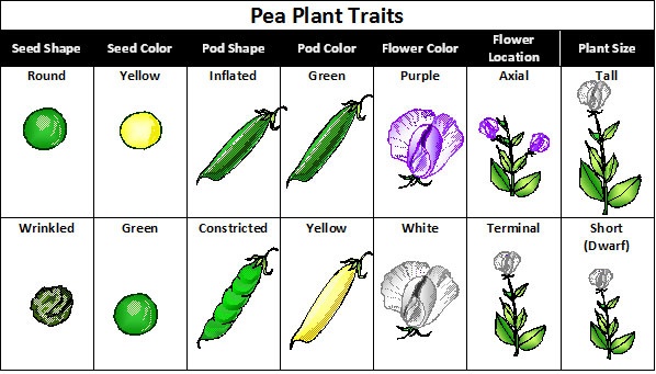 ️ Why did mendel use peas. Why Did Mendel Choose Pea