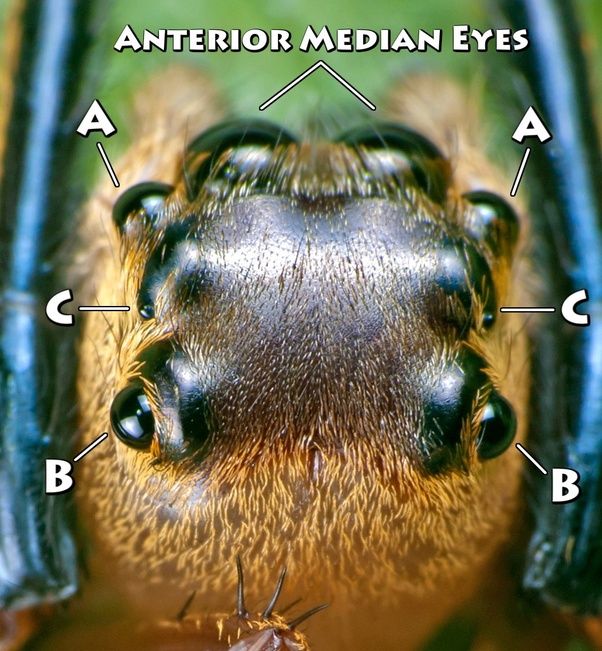 Does SpiderMan's 'spider sense' have any basis in science