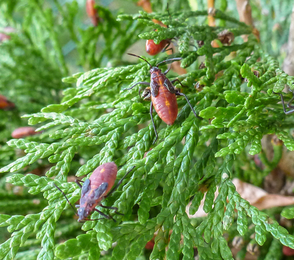 Box Elder Bugs Pest Control and Extermination Services.