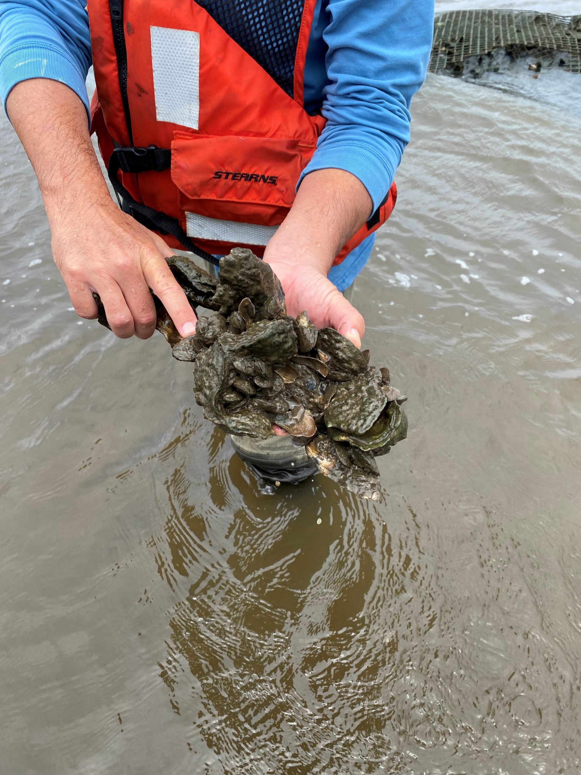 OYSTER REEF CONSTRUCTION NATURE CONSERVANCY OF LOUISIANA QRI