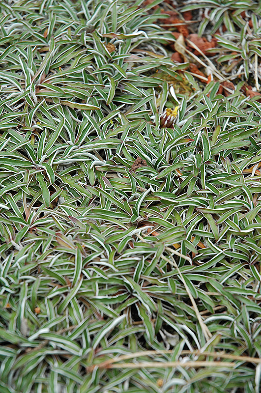 Silver Carpet (Dymondia margaretae) in Saskatoon, Saskatchewan (SK) at