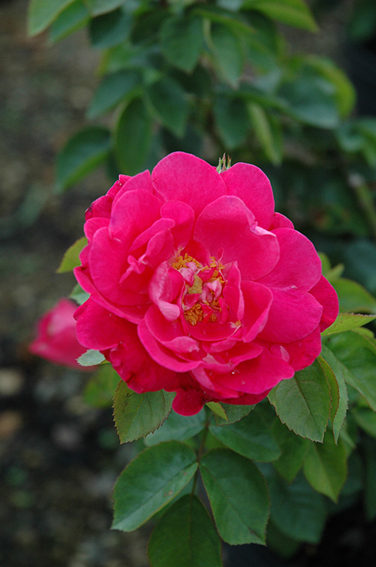 Party Hardy Rose (Rosa 'Party Hardy') in Strathmore Calgary Drumheller