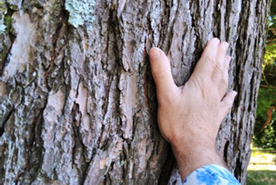 Feeling movement in trees QSO