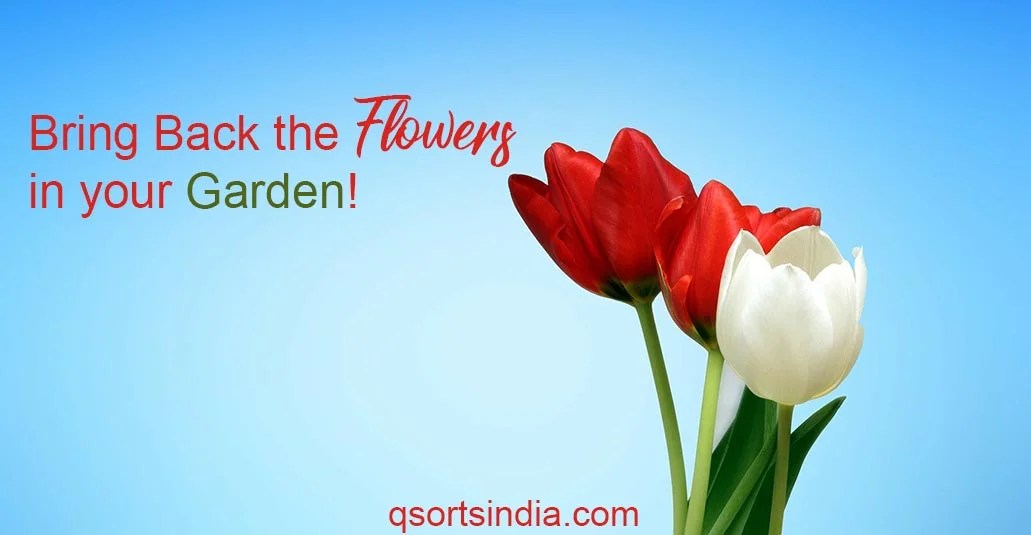 Bring Back the Flowers in your Garden! qsortsindia