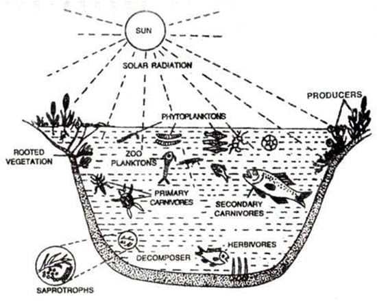 Pond Ecosystem QS Study