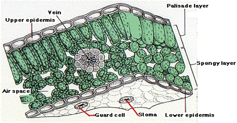Epidermis Plant Cells