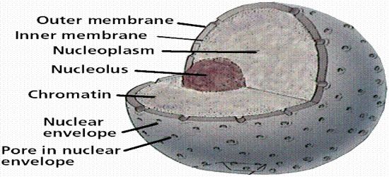 Nucleolus: Chemical Composition and Function - QS Study