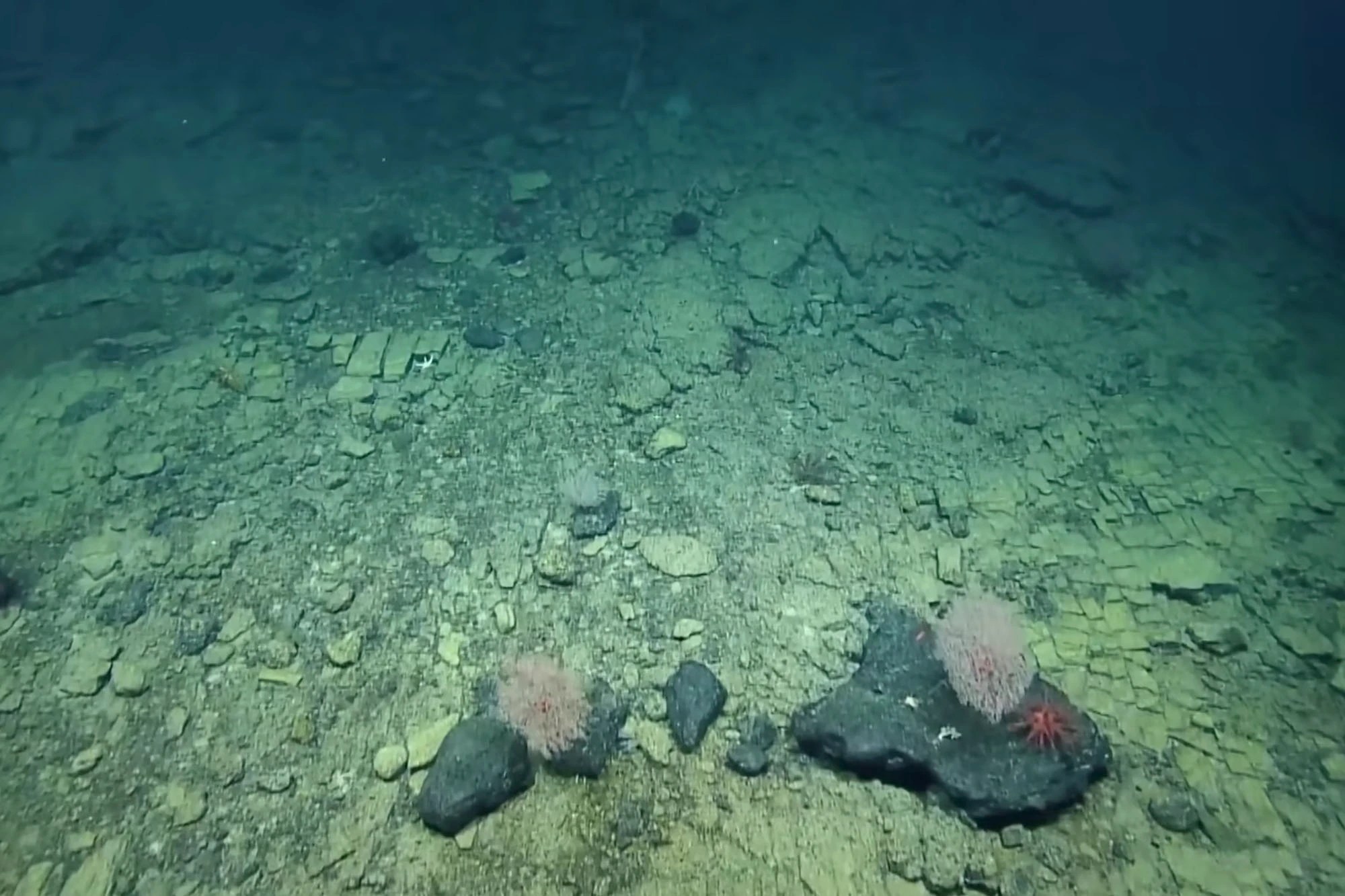 Yellow Brick Road Discovered In Pacific Ocean during FirstEver