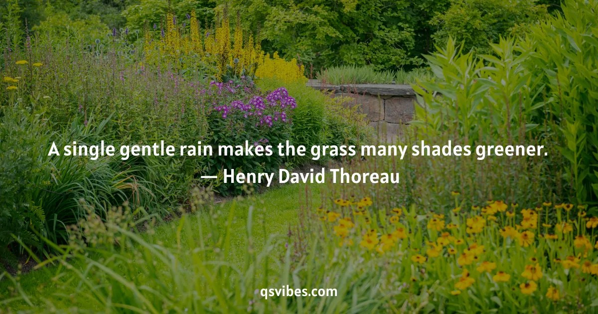 100+ Best Rain Quotes to Brighten a Rainy Day QsVibes