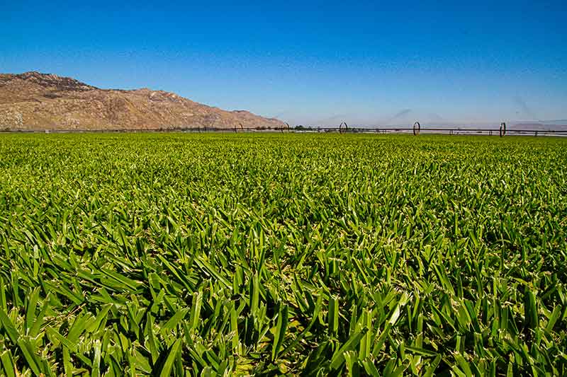 QUALITY ST. AUGUSTINE Quality Turf Sod Farm