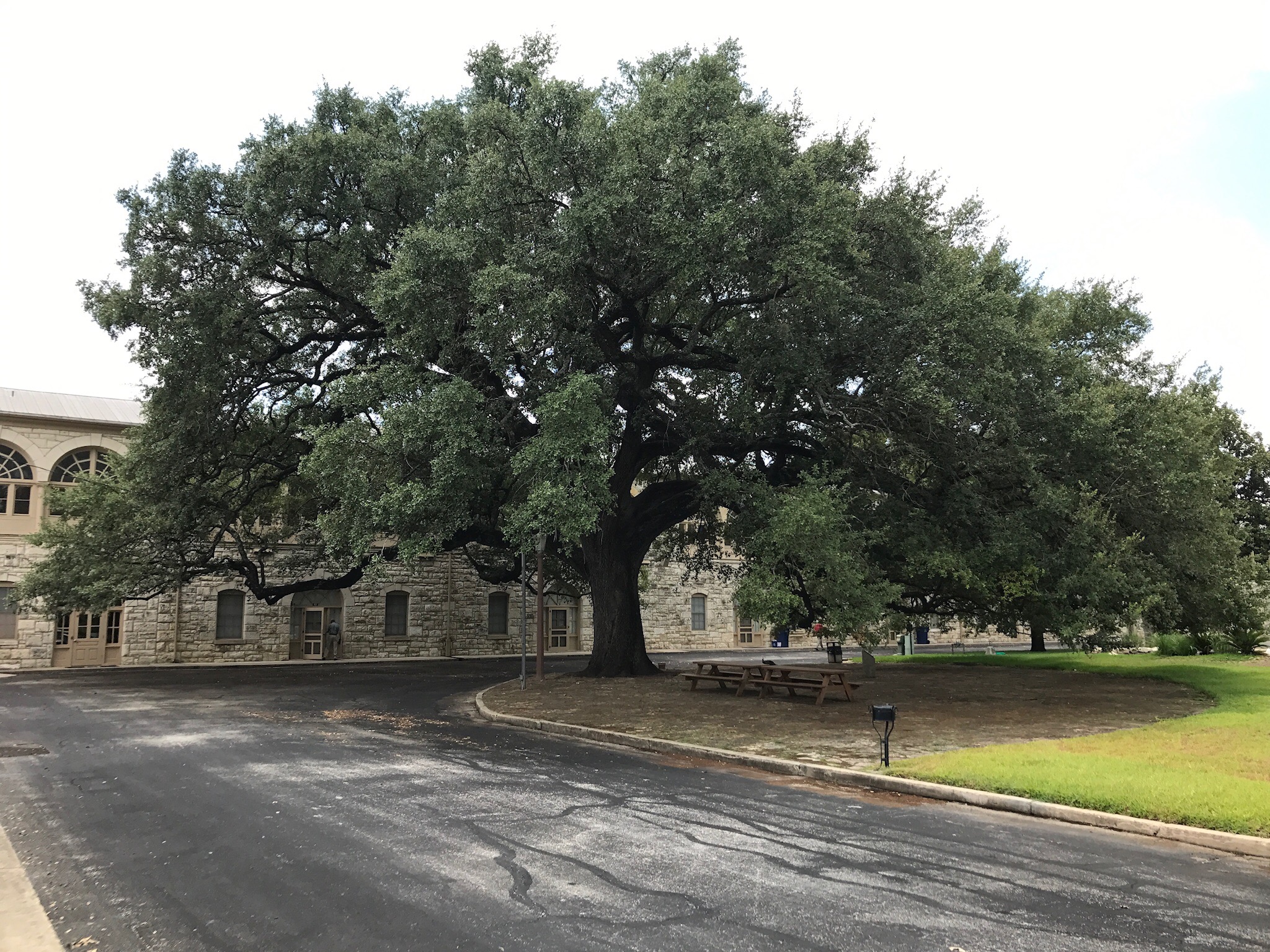 9Quadrangle Trees and other flora The Fort Sam Houston Museum