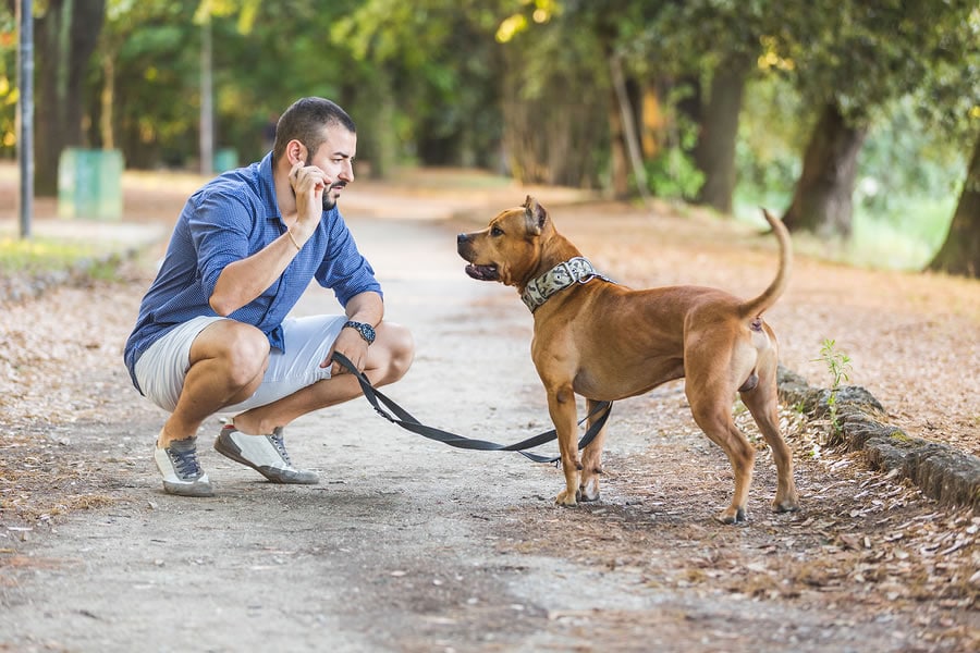 How to Keep Your Dog Fit Quail Ridge Animal Hospital