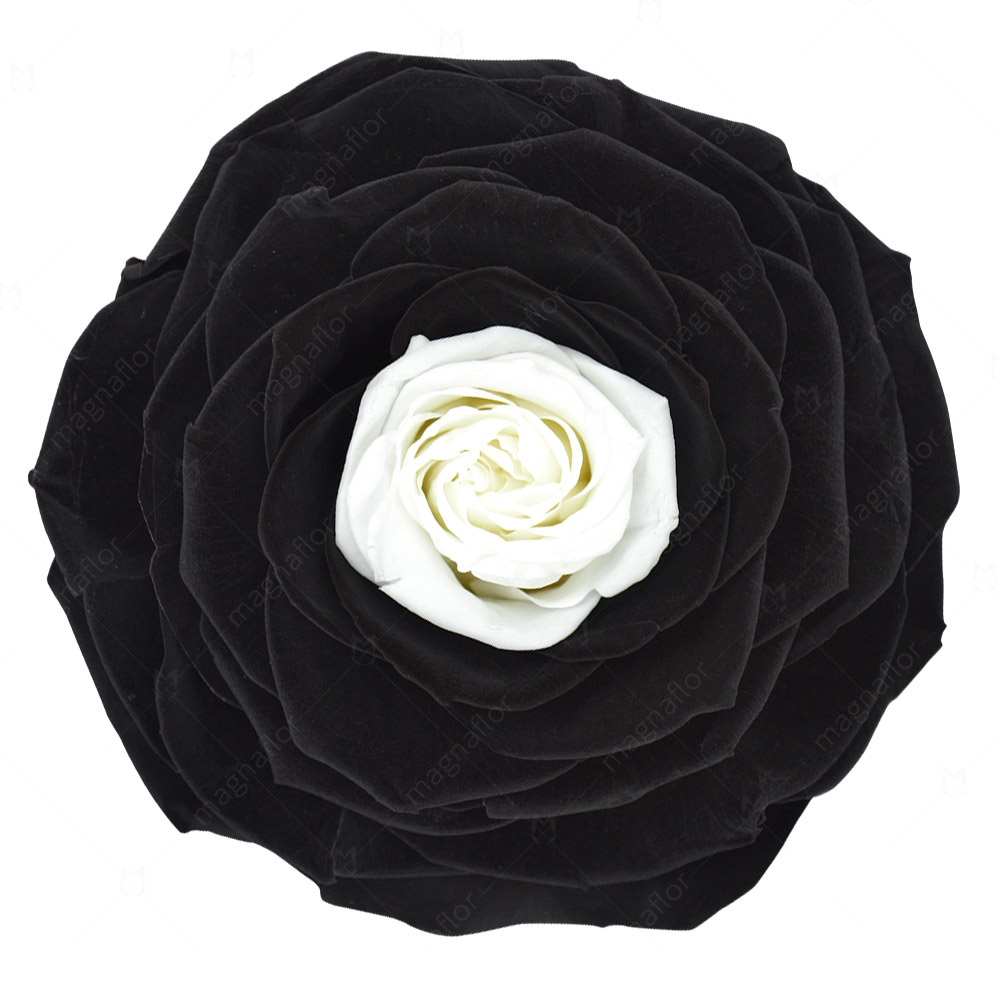 Black Preserved Rose Best Box Of Pink Roses 2021
