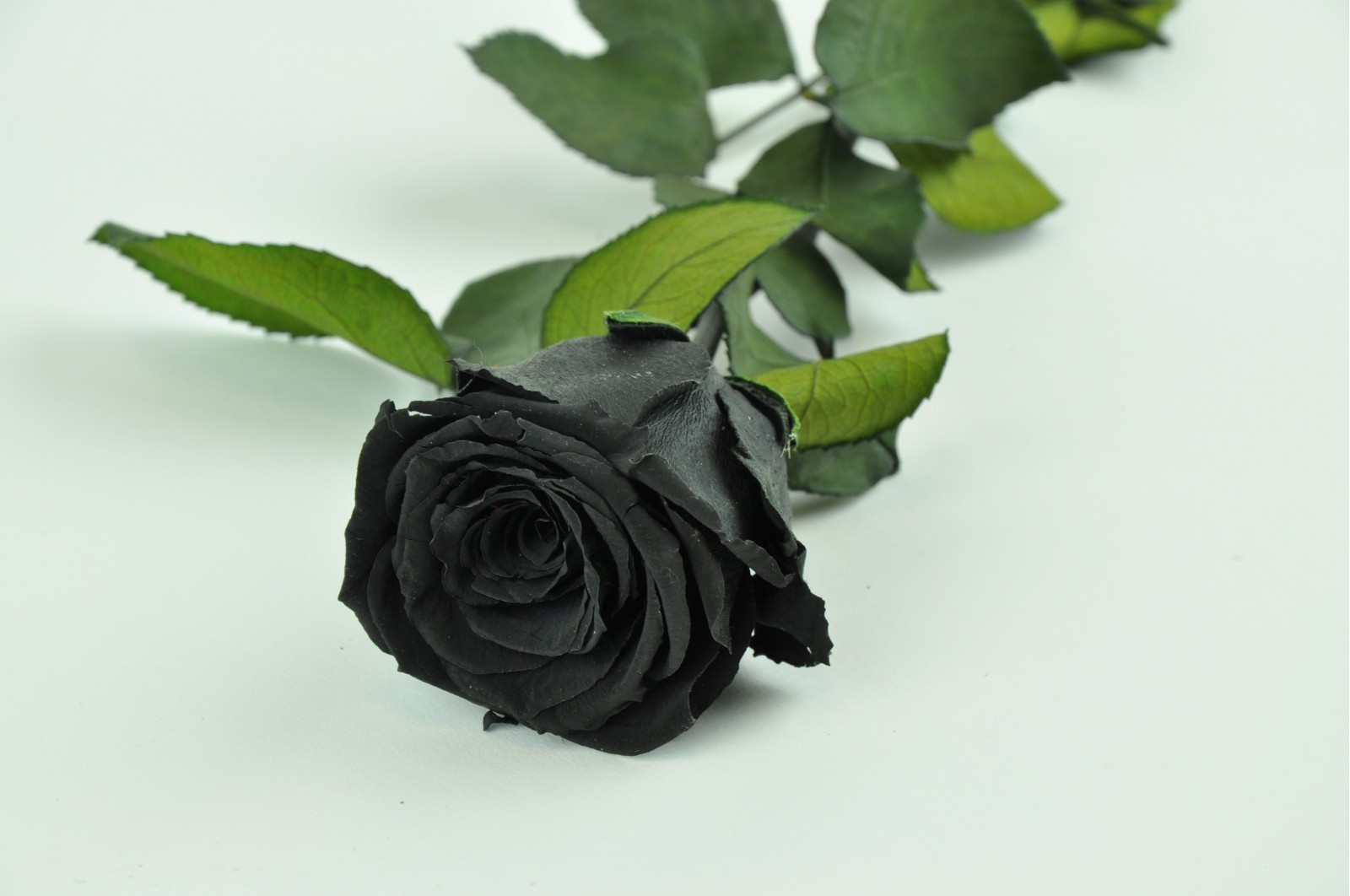 Black Preserved Rose Best Box Of Pink Roses 2021