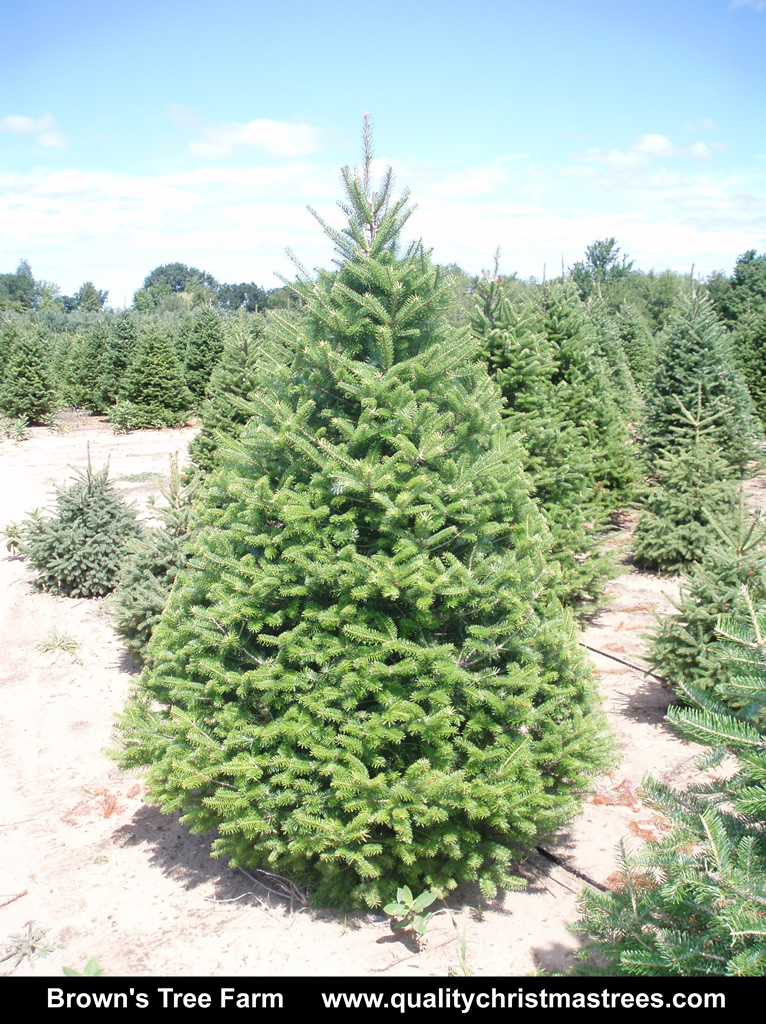 Wholesale Christmas Trees