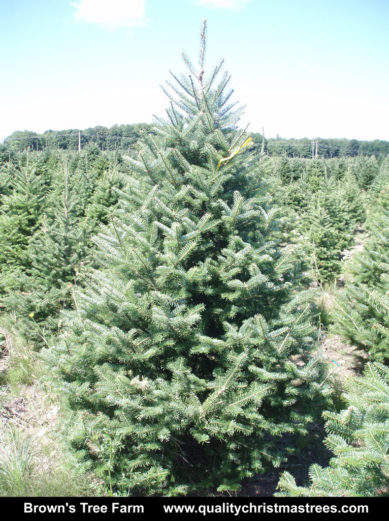 Wholesale Christmas Trees