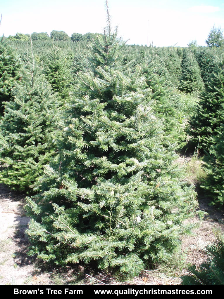 Wholesale Christmas Trees