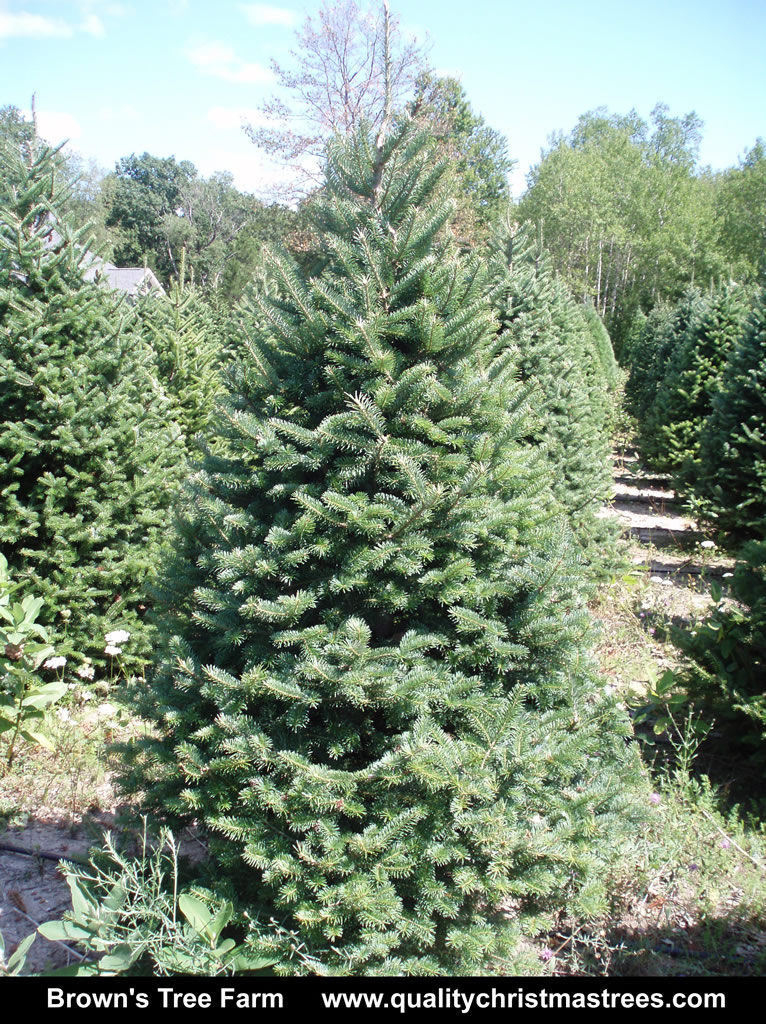 Wholesale Christmas Trees