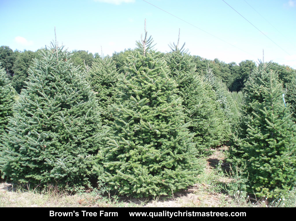 Wholesale Christmas Trees