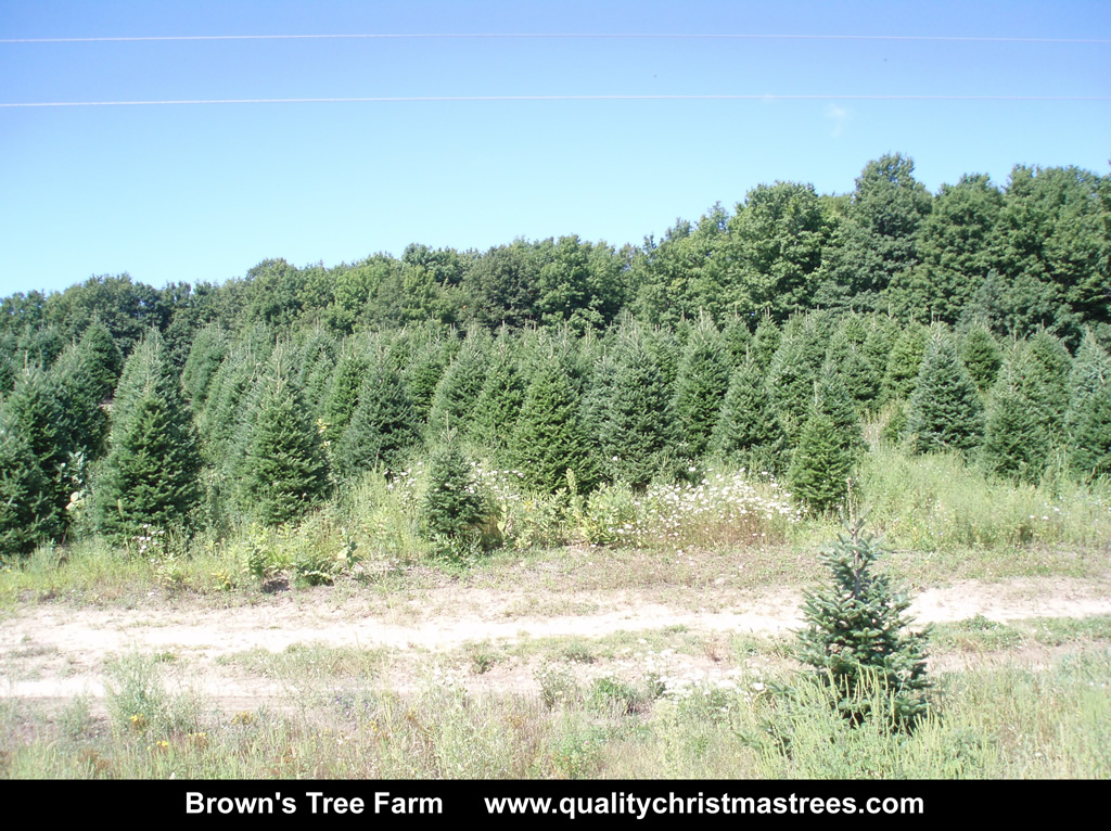 Wholesale Christmas Trees