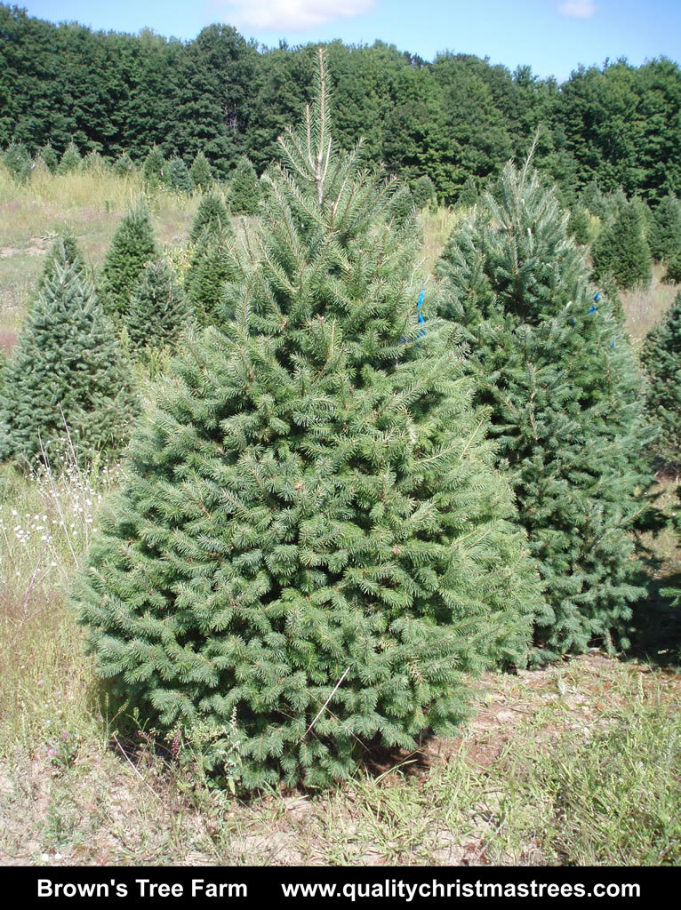 Wholesale Christmas Trees