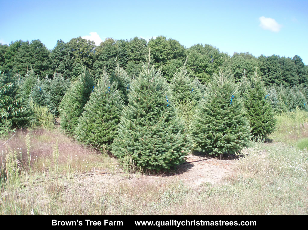 Wholesale Christmas Trees