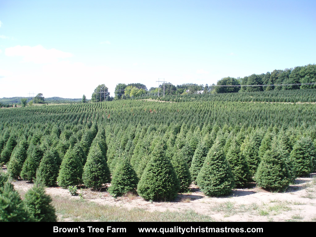 Wholesale Christmas Trees